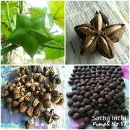 Sacha Inchi Seeds 25 biji / Biji Benih