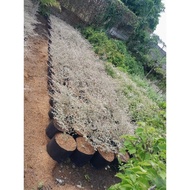 ◵ ✧ ஐ VARIGATED AFRICAN TALISAY FOR SALE