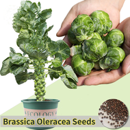 ปลูกง่าย ปลูกได้ทั่วไทย เมล็ดสด 100% เมล็ดพันธุ์ เขียวปลี บรรจุ 200 เมล็ด Brassica Oleracea Seeds Brussels Sprout เมล็ดพันธุ์ผัก ผักสวนครัว ต้นไม้มงคล ผักออแกนิค เมล็ดบอนสี บอนไซ พันธุ์ผัก เมล็ดผัก เมล็ดพันธุ์พืช Vegetable Plants Seeds for Planting