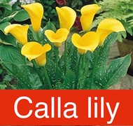 Calla lily Mixed flower bonsai Seeds Home Garden Beautiful flower with extra Seed