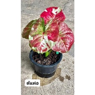 F:Chao Po Kaew M:koh Kret City;biji benih keladi hybrid,caladium hybrid seed 彩芋叶种子