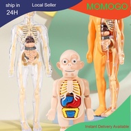 Science Human Body Anatomy human torso model Biological Human Body Structure Organ Anatomy Detachabl
