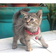 Jual Kucing Kitten Medium Himalayan Usia 4 bulan Diskon