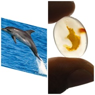 Dolphin or number 3 agate stonenatural