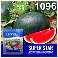 Paket 20-100g 1096 SUPER STAR Leckat Biji Benih Tembikai Boci Madu Tanpa Biji F1 Hybrid Triploid See