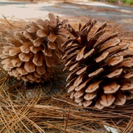 Dried Pine Flowers Dried Pine Seed/s Photography Supplies/s Decorative Hampers/s