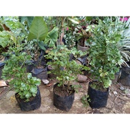 Papua "Kalipay" Plant (Live Plant)