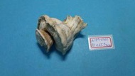 superlin30 a157-0301 瑪娃花仙螺 (54*45.7 mm)