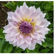 DINNERPLATE  DAHLIA TUBER ID SHILOH NOELLE