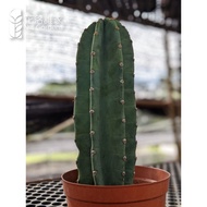 San Pedro Cactus - Cute and Fuss Free Cactus Plant