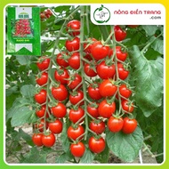 Red Cherry Tomato Seeds in Bunches - 0.1g Package - Strong Growth, Good Disease Resistance VTNN Nong