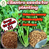 ((100 Seeds) Organic Coriander Leaves Fresh Vegetable Seeds Wansoy Coriander Seeds
