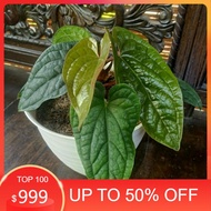 Tanaman hias Anthurium Sirih Daun Besar