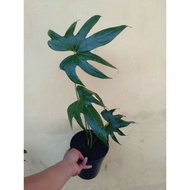 tanaman hias anthurium jari/anthurium pedatoradiatum