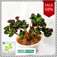 begonia curly / begonia tusuk konde / tanaman hias begonia