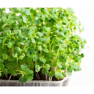 Arugula Microgreens Seeds (NON-GMO) - 0.8g