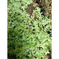 ADN's best herbal grass