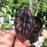 💥ALOCASIA AZLANII💥💥💥