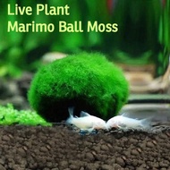 ( Live Plant ) Marimo Ball Moss Aquarium Live Plant Shrimp And Fish Aquascaping