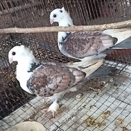 merpati hias santinet