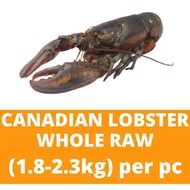 Canadian Lobster Whole Raw (1.8-2.3kg)+/- 加拿大龙虾 Sung Tao Frozen Seafood Shellfish Premium Lobster Ud