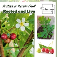 ALATILIS / CHERRY TREE / KERSON FRUIT