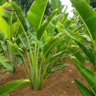 tanaman hias pisang kipas berukuran 1m-1,5m tanaman pisang kipas besar