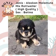 Alaskan Malamute Mix Rottweiler Anak Anjing Jantan Betina