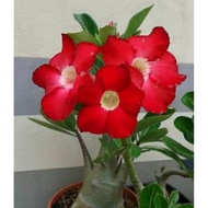 bibit tanaman hias adenium bunga merah bonggol besar bahan bonsai