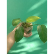 Live Plants philodendron Temptation