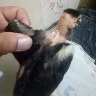 [best] Anak ayam saigon usia 1bulan/per ekor/kuat&unggul dalam pertumbuha