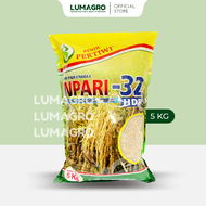 Benih Padi Pertiwi Inpari 32 5kg Premium Bibit Pari Jumbo 5 Kilogram