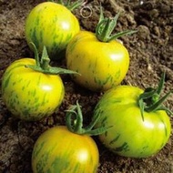 番茄家族黑珍珠番茄番茄樹高產四季播種紅黃五彩番茄蔬菜水果種子 種籽