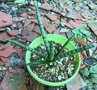 佛手虎尾蘭 4.5寸盆 棒狀葉 多肉植物 綠化觀賞植栽 室內外植物 觀賞療癒植栽