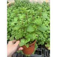 [Indoor & Outdoor Plant] Pudina Mint / Herbs Plant / Pokok Herba Pudina 薄荷 with pot