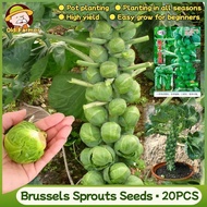 100% Original Fresh Brussel Sprout Seeds  20pcs for Planting Organic Mini Brassica Oleracea Vegetabl