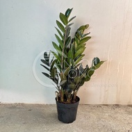 TKL - Black ZZ Plant/Green Zamioculcas Zamiifolia 🌱ZZ Plant🌱黑叶金钱树/青叶金钱树