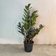 TKL - Black Zamioculcas Zamiifolia Raven/Green/Round ZZ Plant 黑叶金钱树/青叶金钱树/圆叶金钱树