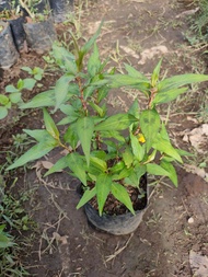 bibit tanaman daun kesum / daun laksa
