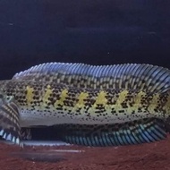 channa auranti minusan / ngeris.