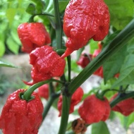 Carolina Reaper Pepper Seeds, Super Hot Ghost Pepper