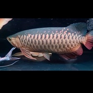 ikan arwana golden red 50cm 