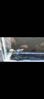BUY 1PAIR FREE 1PAIR Yellow pingu 1pair guppy fish live fish