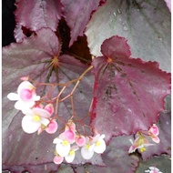 Pokok Bunga Asam Batu/Begonia Merah (gantung)