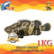 IKAN KERAPU, DRAGON GROUPER , TCH FROZEN FOOD, FRESH FROZEN SEAFOOD, WHOLESALE SUPPLIER, FISH, SALMO