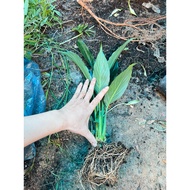 Peace lily