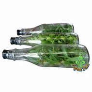 Anggrek Bulan Botol - Bibit botolan anggrek phalaenopsis Hybrid isi