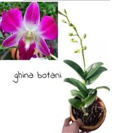 Anggrek Dendrobium Sonia Sudah Berbunga / Anggrek Dendrobium Knop