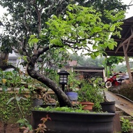 bonsai asem jawa