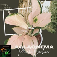 Aglaonema Peach Cochin Live Plants